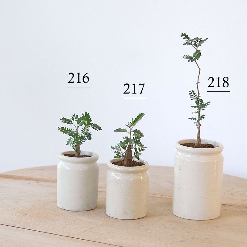 Senna meridionalis メリディオナリス x antique イギリスジャー