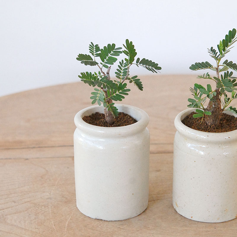 Senna meridionalis メリディオナリス x antique イギリスジャー