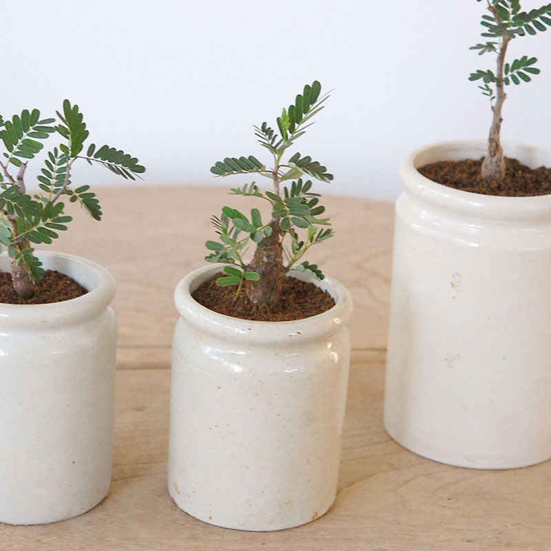 Senna meridionalis メリディオナリス x antique イギリスジャー