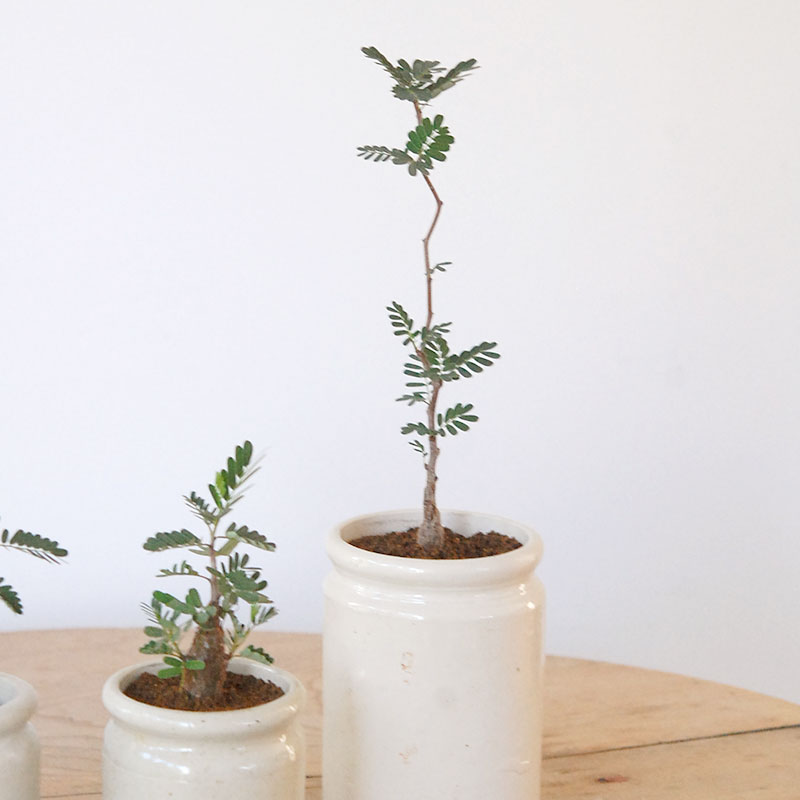 Senna meridionalis メリディオナリス x antique イギリスジャー