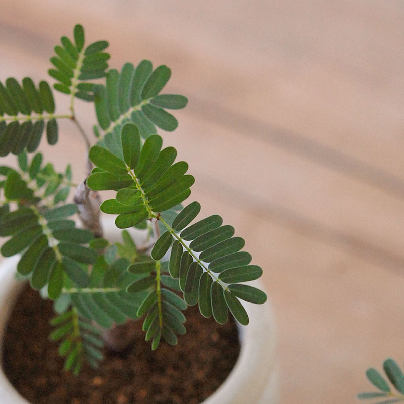 Senna meridionalis メリディオナリス x antique イギリスジャー