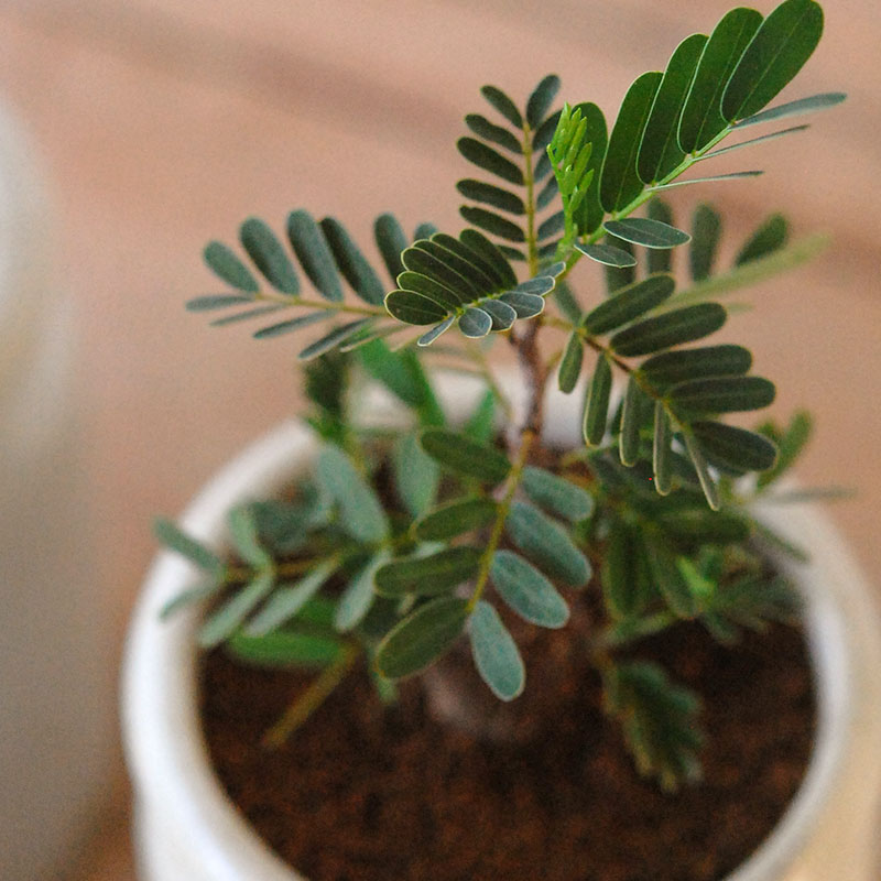 Senna meridionalis メリディオナリス x antique イギリスジャー