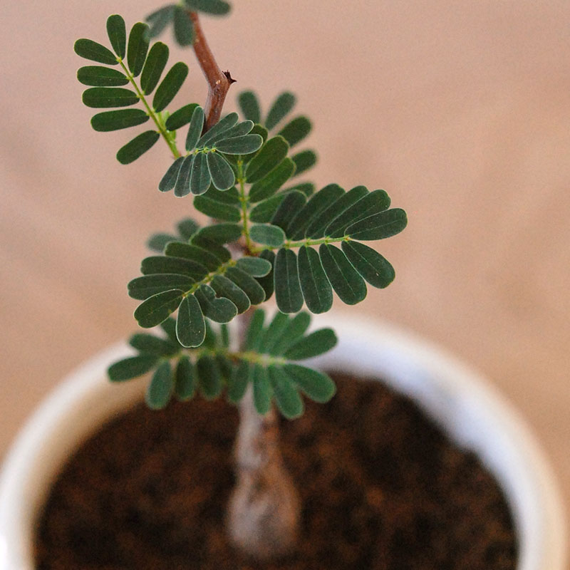 Senna meridionalis メリディオナリス x antique イギリスジャー