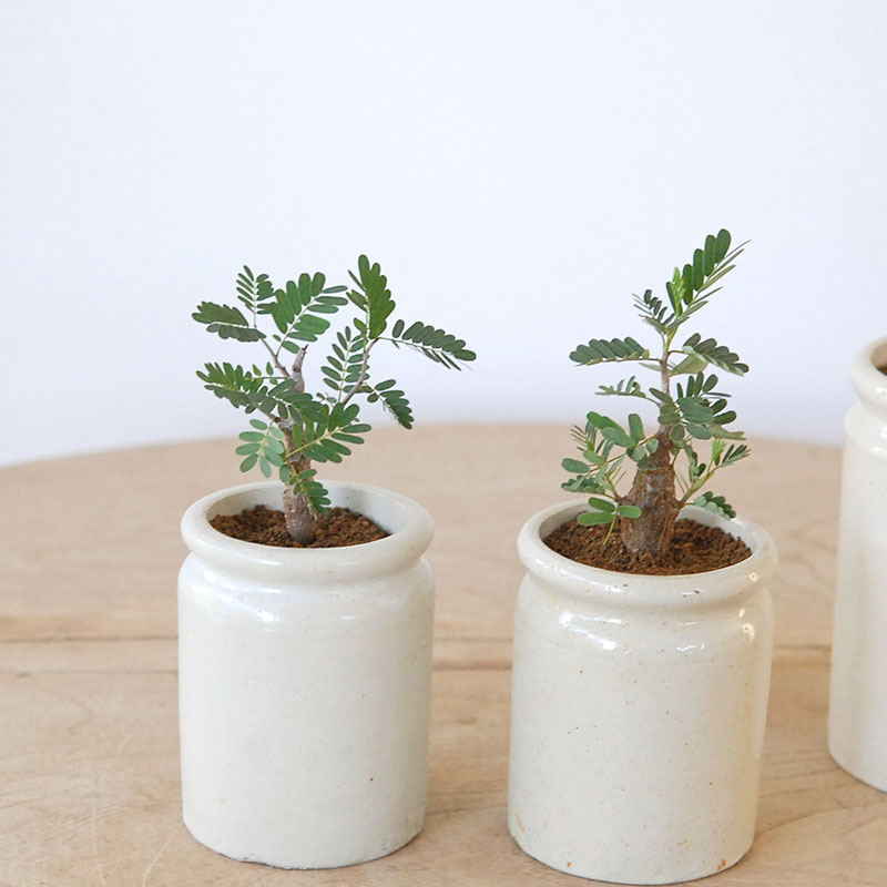 Senna meridionalis メリディオナリス x antique イギリスジャー