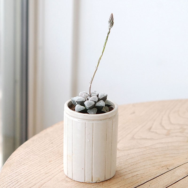 Haworthia 特白アルバ x antique pot