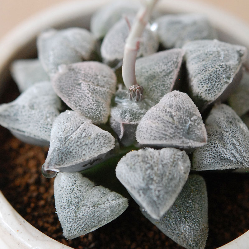 Haworthia 特白アルバ x antique pot