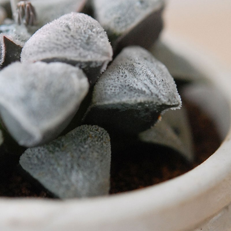 Haworthia 特白アルバ x antique pot