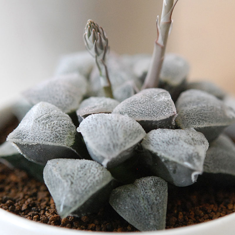 Haworthia 特白アルバ x antique pot