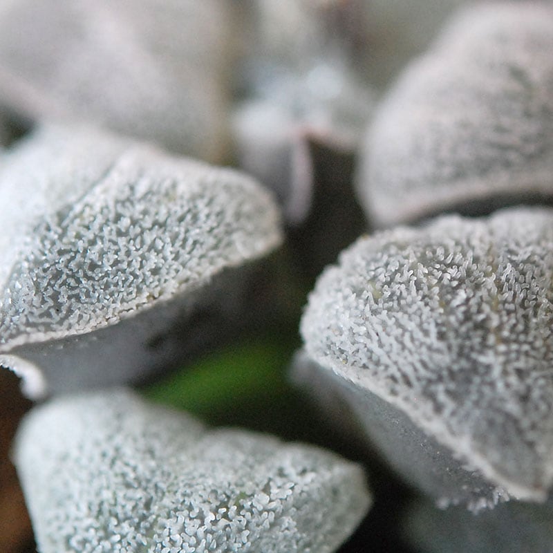 Haworthia 特白アルバ x antique pot