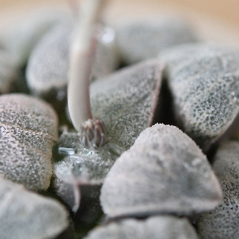 Haworthia 特白アルバ x antique pot