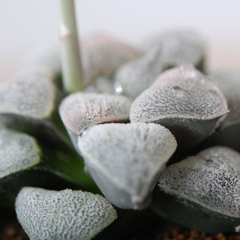 Haworthia 特白アルバ x antique pot