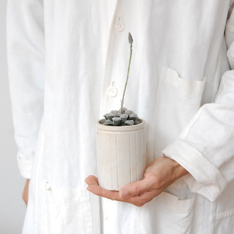 Haworthia 特白アルバ x antique pot