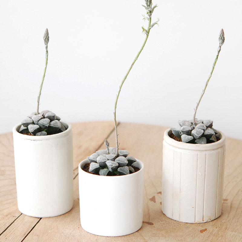 Haworthia 特白アルバ x antique pot