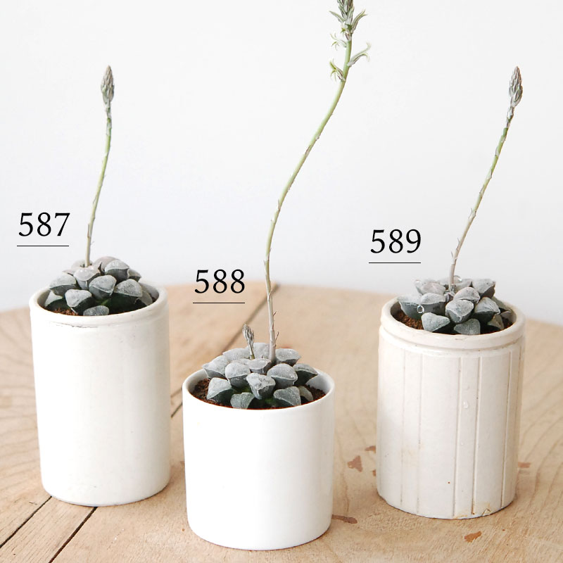 Haworthia 特白アルバ x antique pot