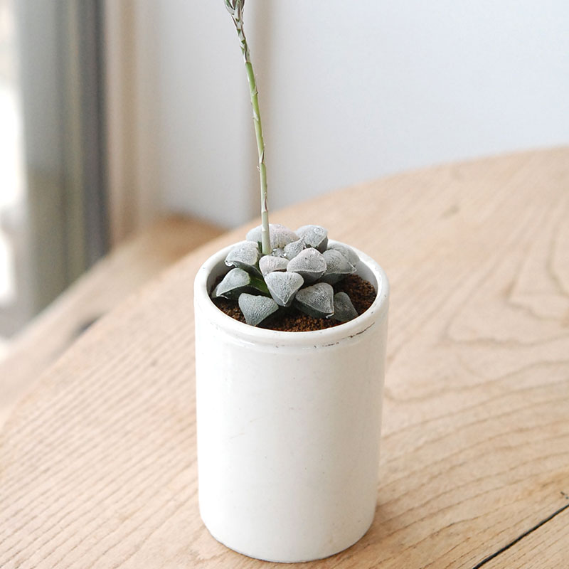Haworthia 特白アルバ x antique pot