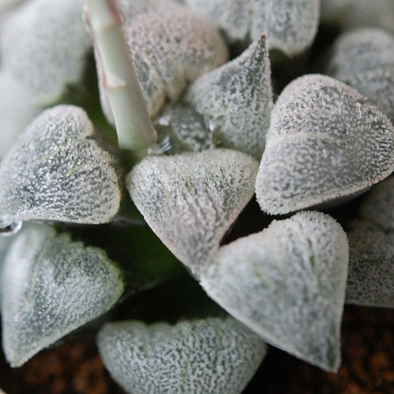 Haworthia 特白アルバ x antique pot