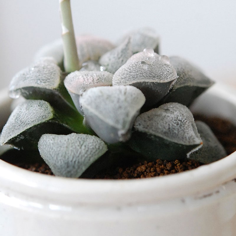 Haworthia 特白アルバ x antique pot