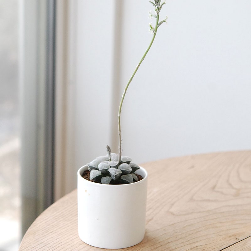 Haworthia 特白アルバ x antique pot