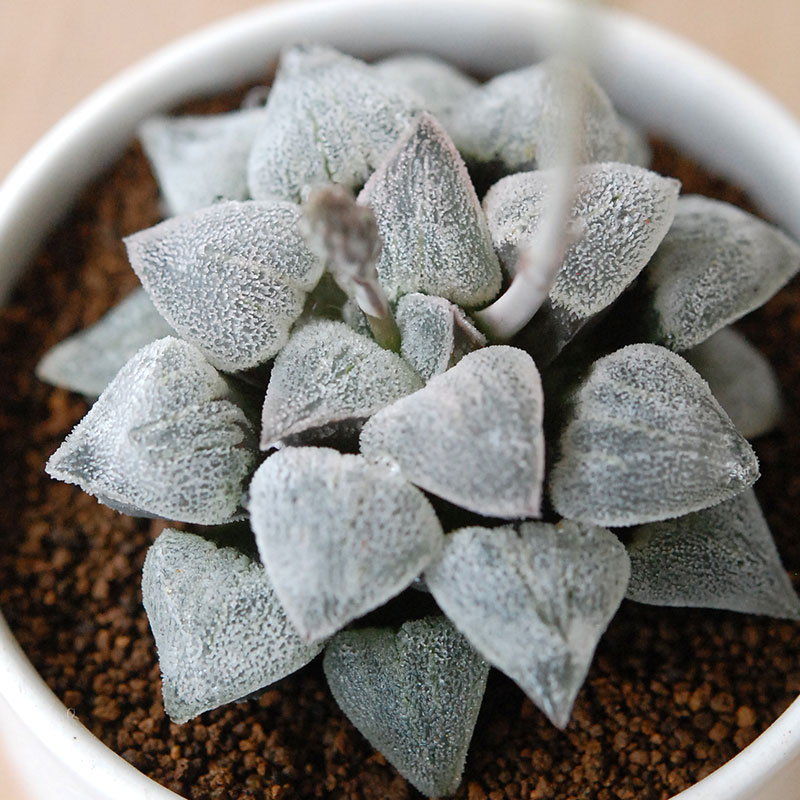 Haworthia 特白アルバ x antique pot