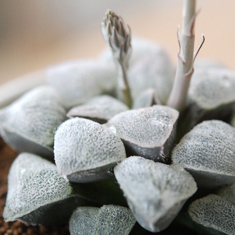 Haworthia 特白アルバ x antique pot