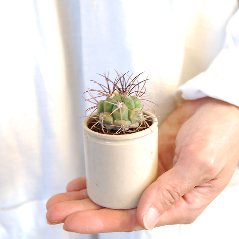 38-40:Gymno 尾形丸 x antique pot