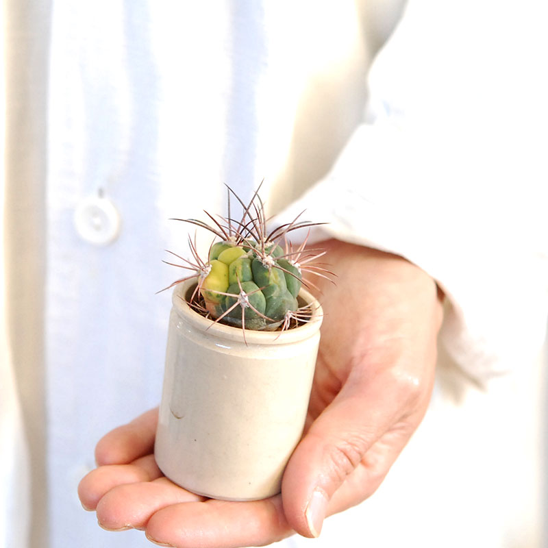 38-40:Gymno 尾形丸 x antique pot