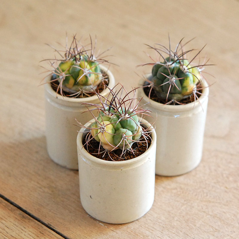 38-40:Gymno 尾形丸 x antique pot