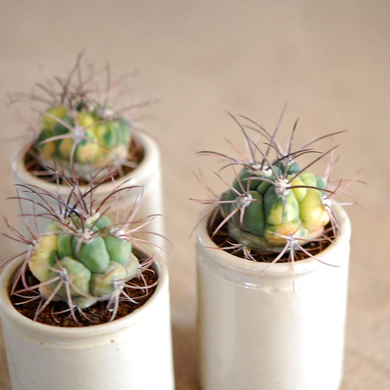 38-40:Gymno 尾形丸 x antique pot