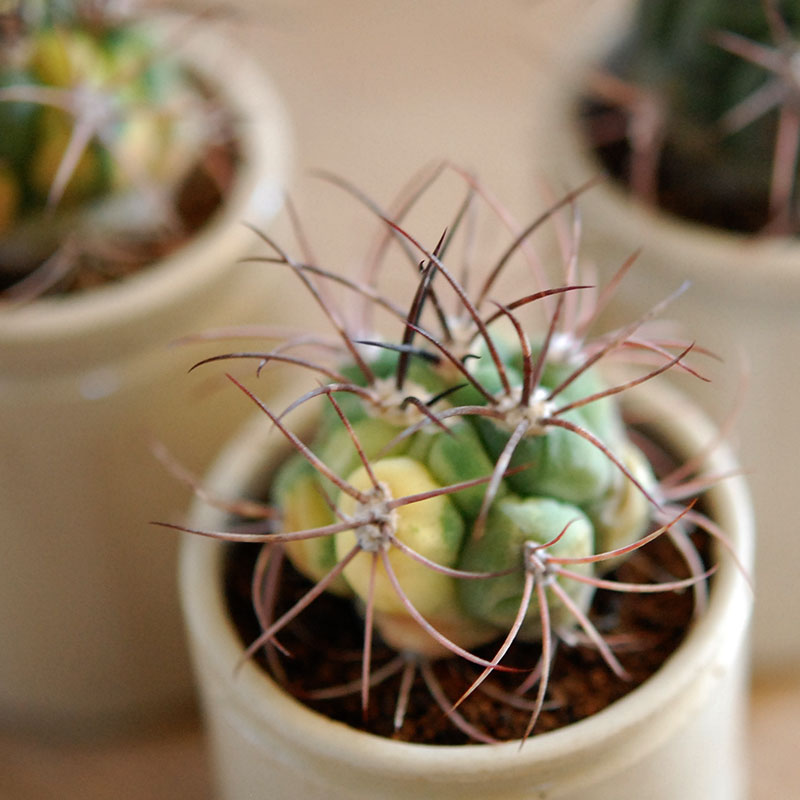 38-40:Gymno 尾形丸 x antique pot