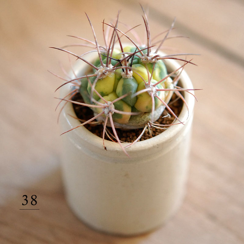 38-40:Gymno 尾形丸 x antique pot