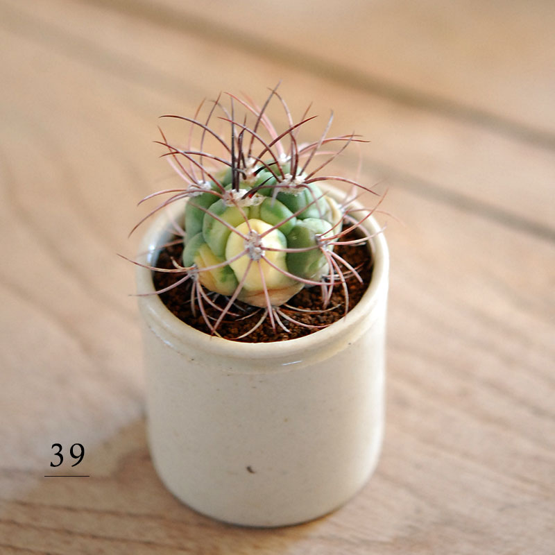 38-40:Gymno 尾形丸 x antique pot