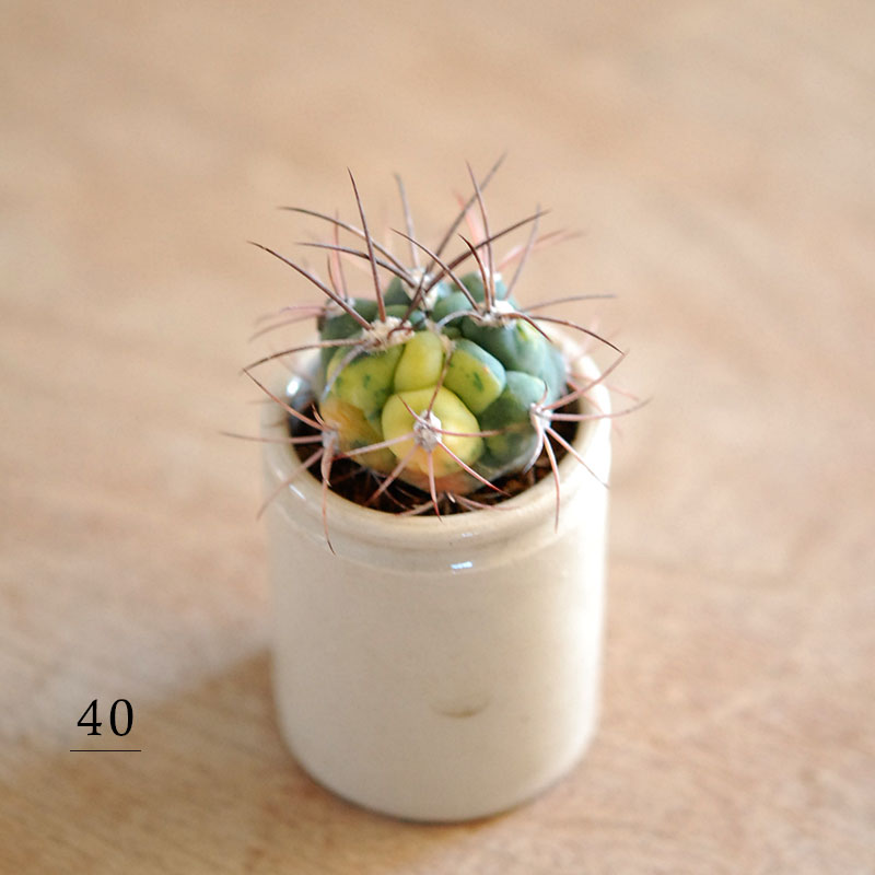 38-40:Gymno 尾形丸 x antique pot