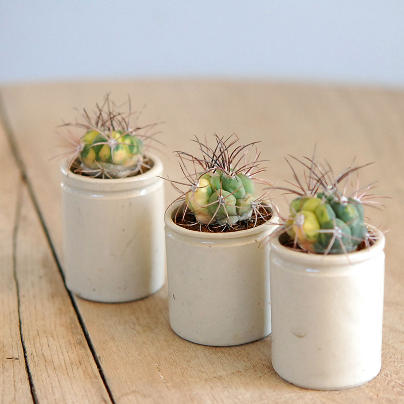 38-40:Gymno 尾形丸 x antique pot