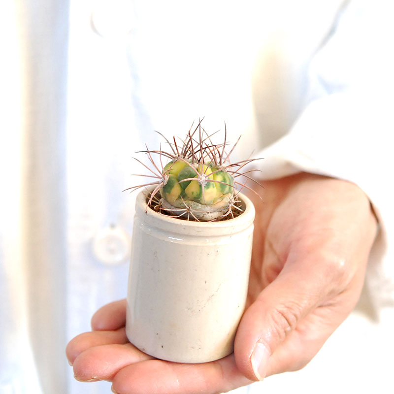 38-40:Gymno 尾形丸 x antique pot