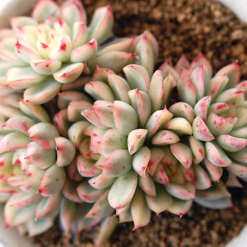 『 HOLIDAY SELECTION 』Echeveria 女雛錦 x antique pot