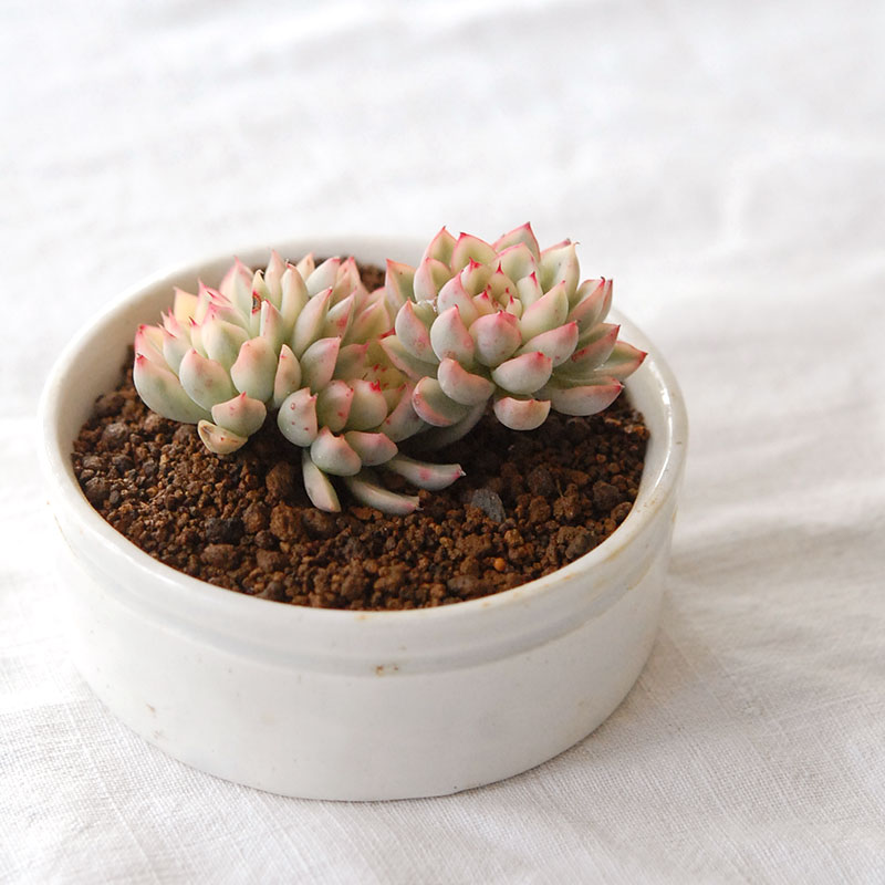 『 HOLIDAY SELECTION 』Echeveria 女雛錦 x antique pot