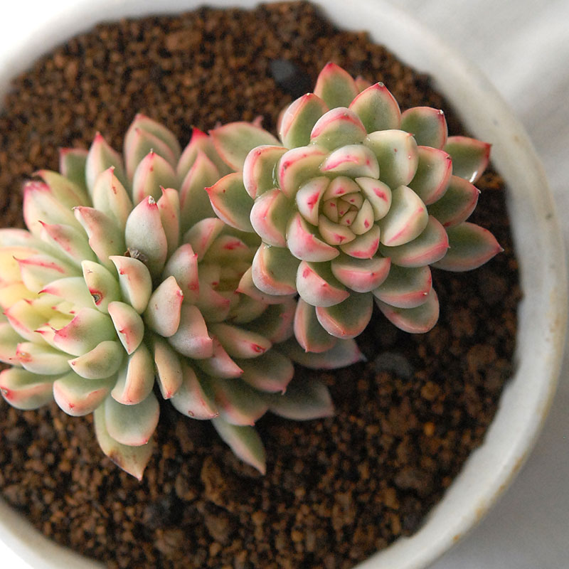 『 HOLIDAY SELECTION 』Echeveria 女雛錦 x antique pot