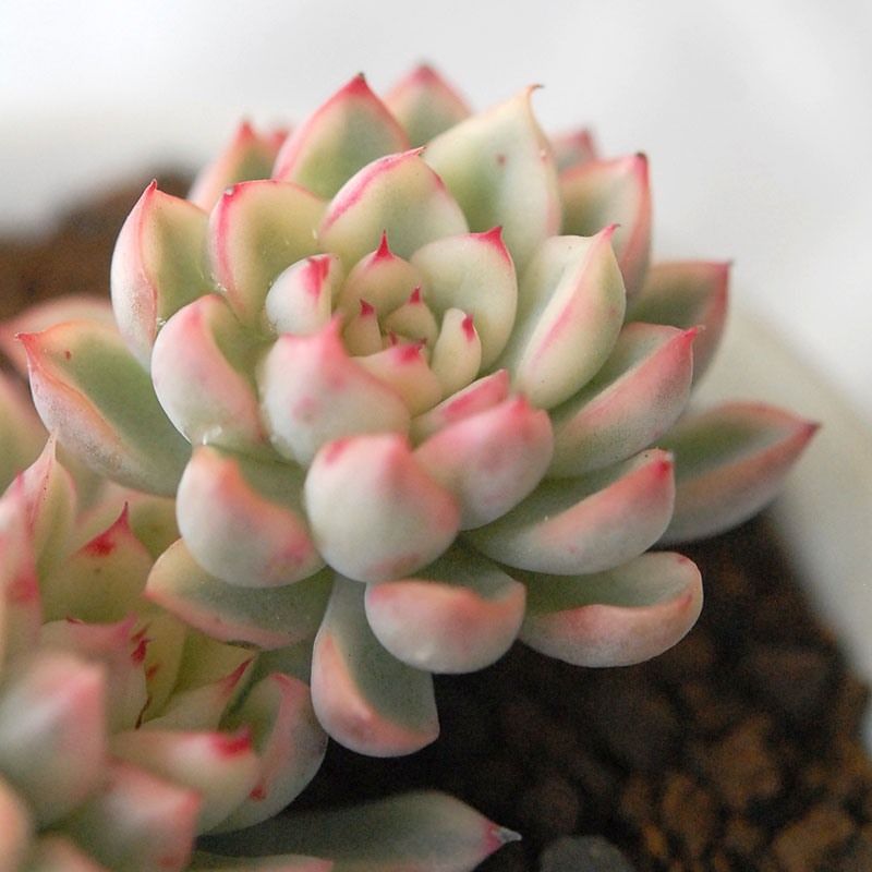 『 HOLIDAY SELECTION 』Echeveria 女雛錦 x antique pot