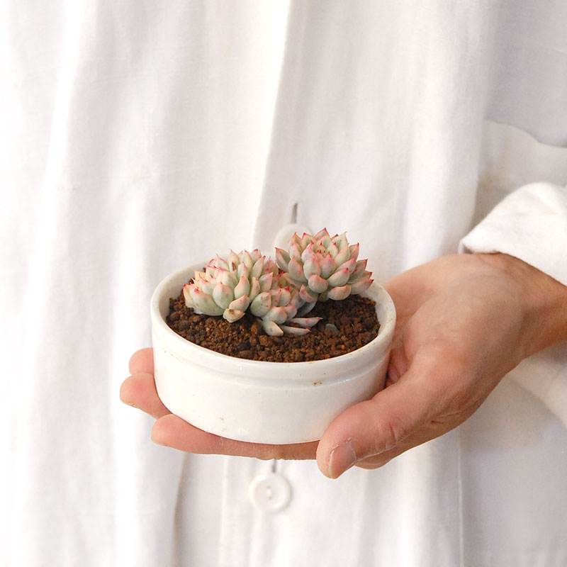 『 HOLIDAY SELECTION 』Echeveria 女雛錦 x antique pot