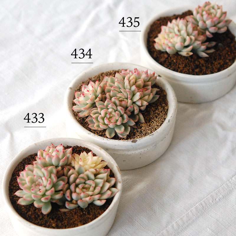 『 HOLIDAY SELECTION 』Echeveria 女雛錦 x antique pot