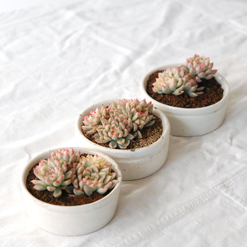 『 HOLIDAY SELECTION 』Echeveria 女雛錦 x antique pot