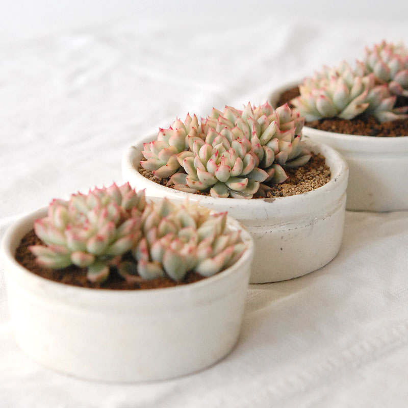 『 HOLIDAY SELECTION 』Echeveria 女雛錦 x antique pot