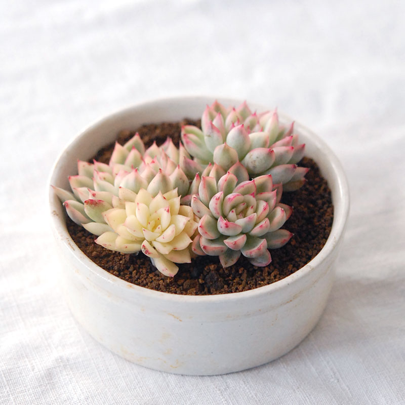 『 HOLIDAY SELECTION 』Echeveria 女雛錦 x antique pot