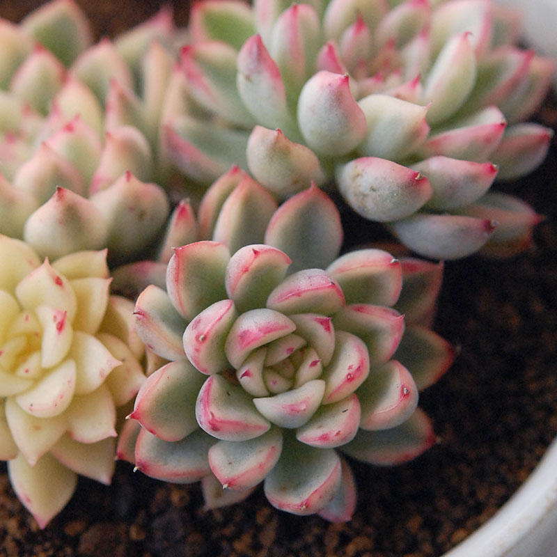 『 HOLIDAY SELECTION 』Echeveria 女雛錦 x antique pot