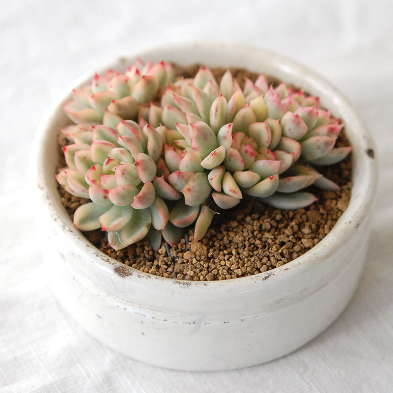 『 HOLIDAY SELECTION 』Echeveria 女雛錦 x antique pot