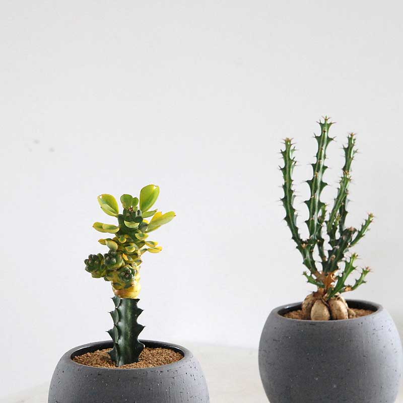 レアサボテン 多肉植物の専門店 Solxsol ソルバイソル レアサボテン 多肉植物の専門店 Solxsol ソルバイソル