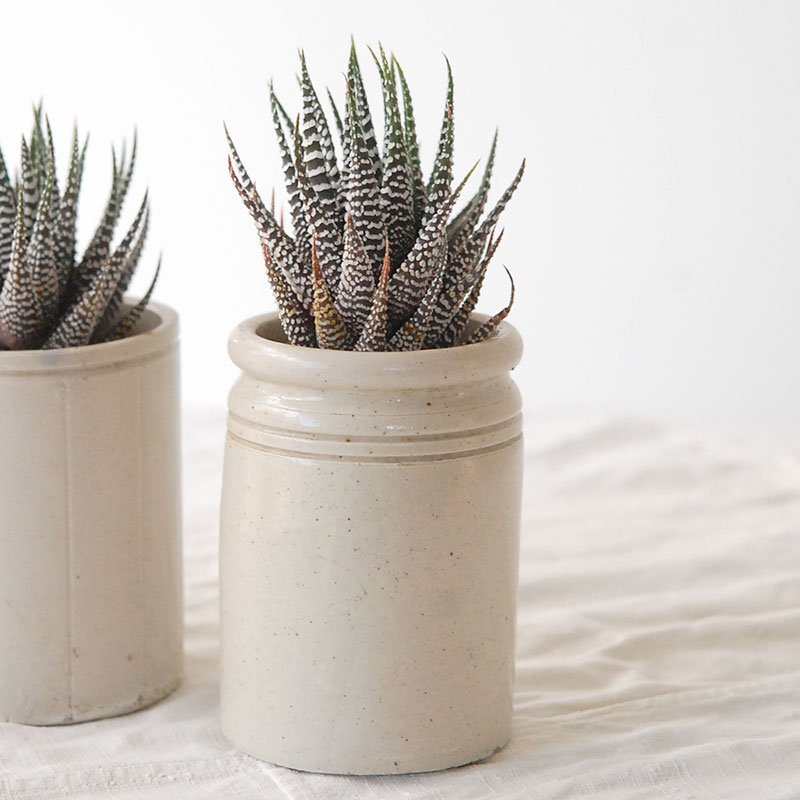 『 HOLIDAY SELECTION 』Haworthia十二の巻 x antique pot