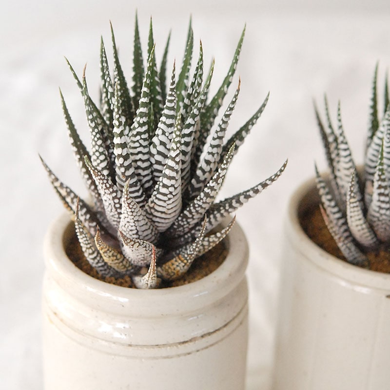 『 HOLIDAY SELECTION 』Haworthia十二の巻 x antique pot