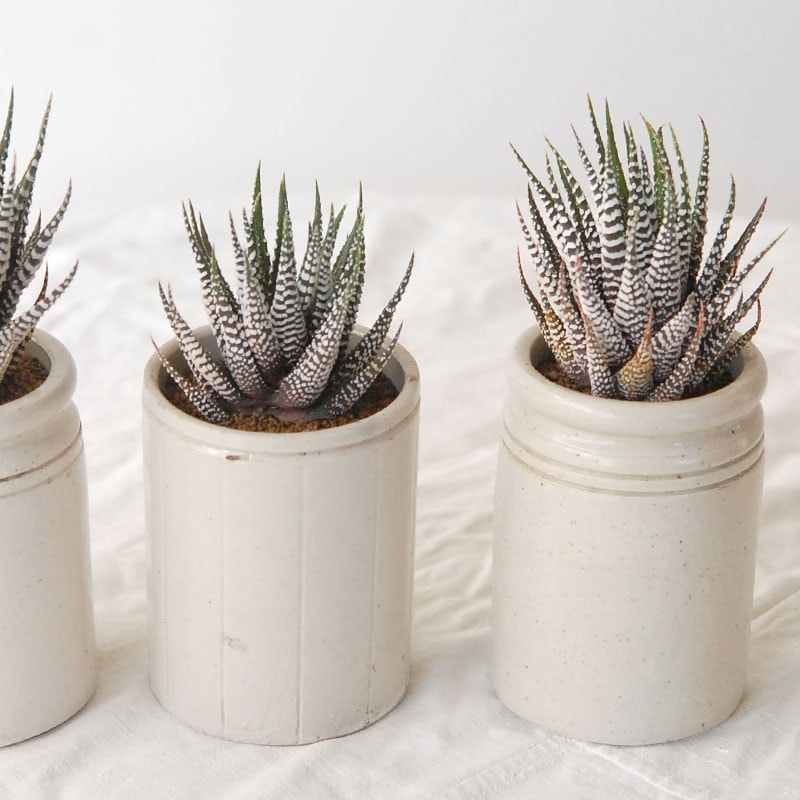 『 HOLIDAY SELECTION 』Haworthia十二の巻 x antique pot