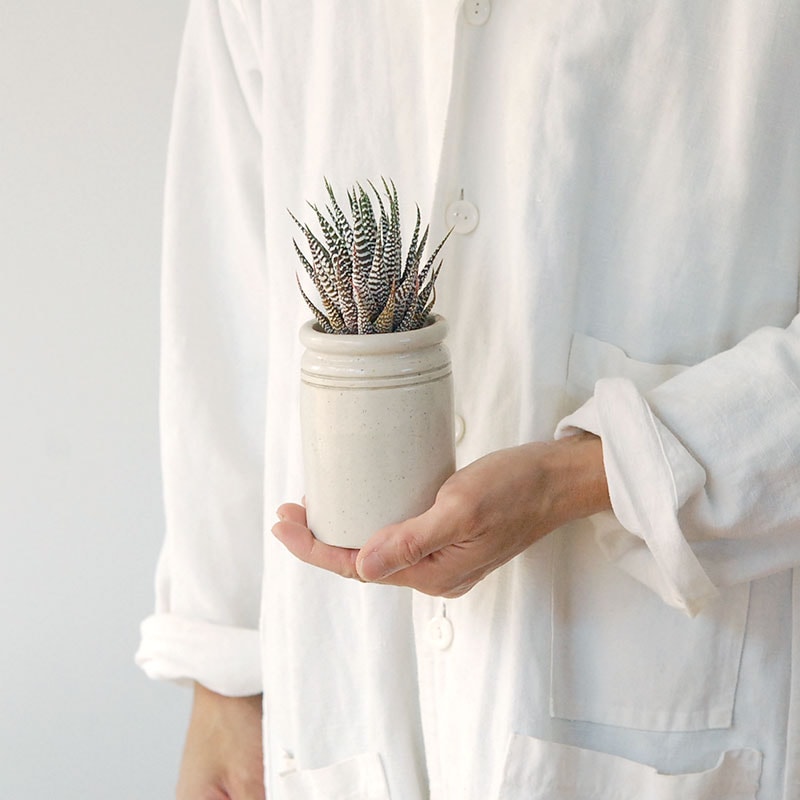 『 HOLIDAY SELECTION 』Haworthia十二の巻 x antique pot